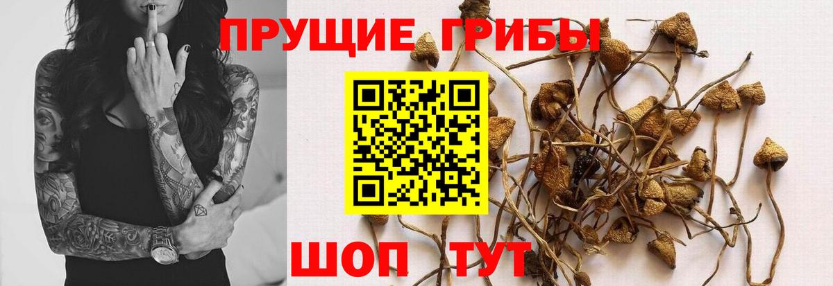 Конаково  Псилоцибиновые грибы MAGIC MUSHROOMS  Вход с VPN 